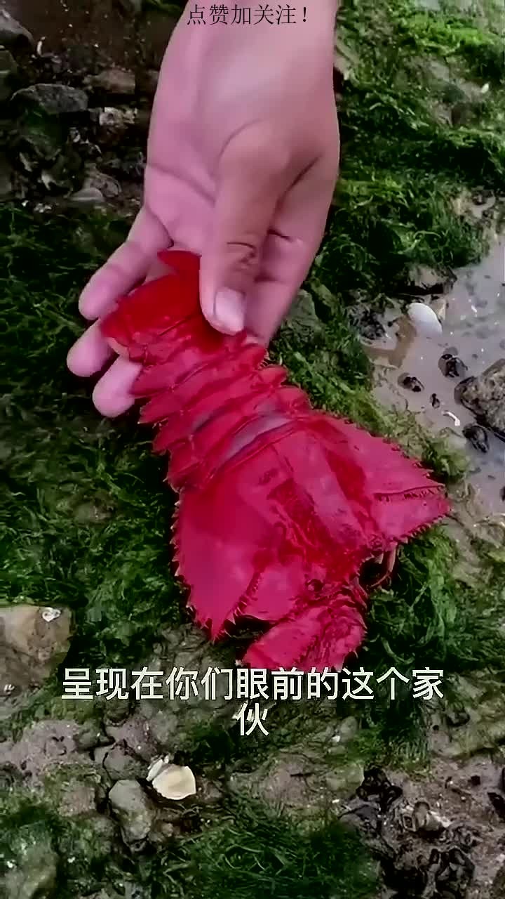 今天解剖一只琵琶虾