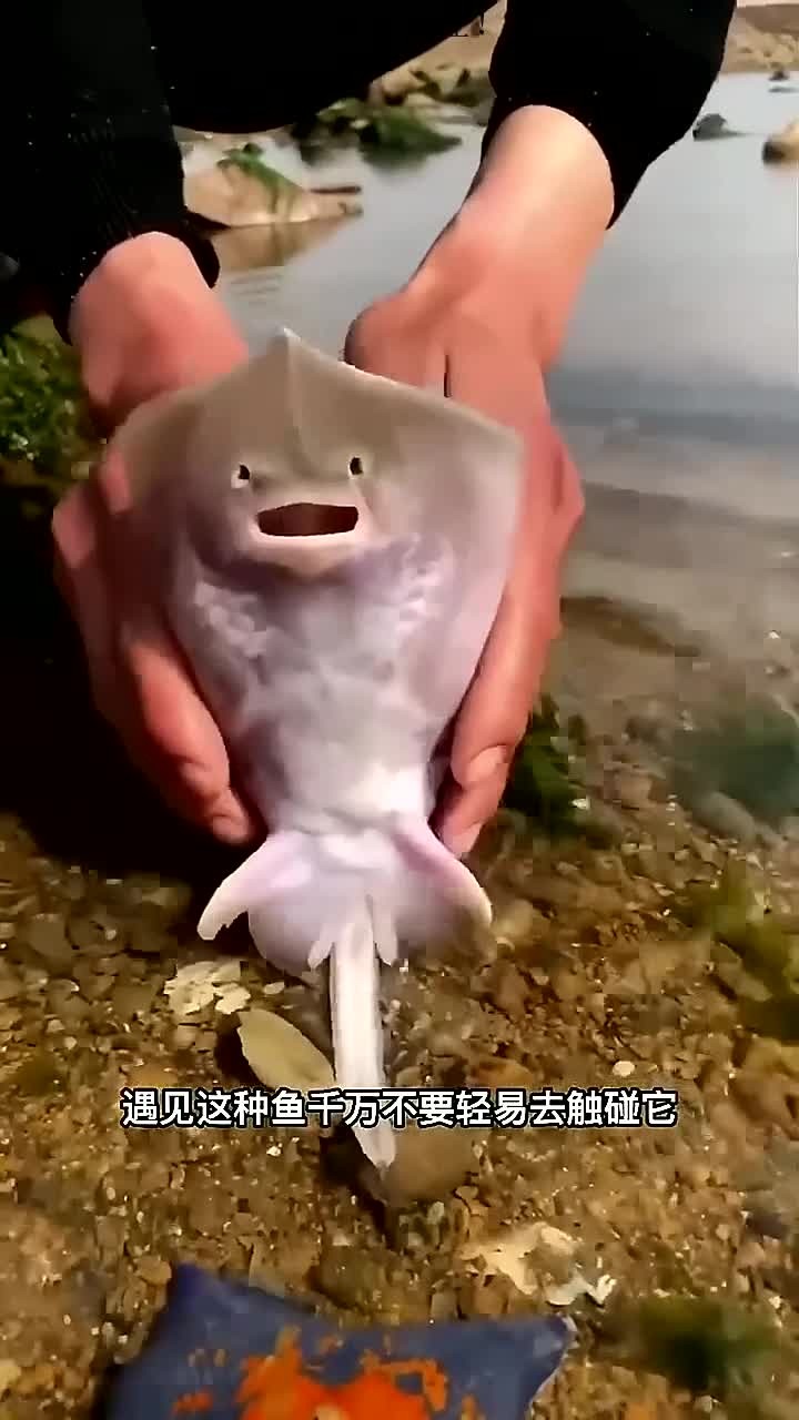 老板鱼