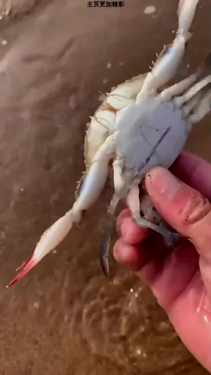 三月三赶海抓海鲜在浅水区发现一什么鱼头骨,还有许多有趣的海洋小生物