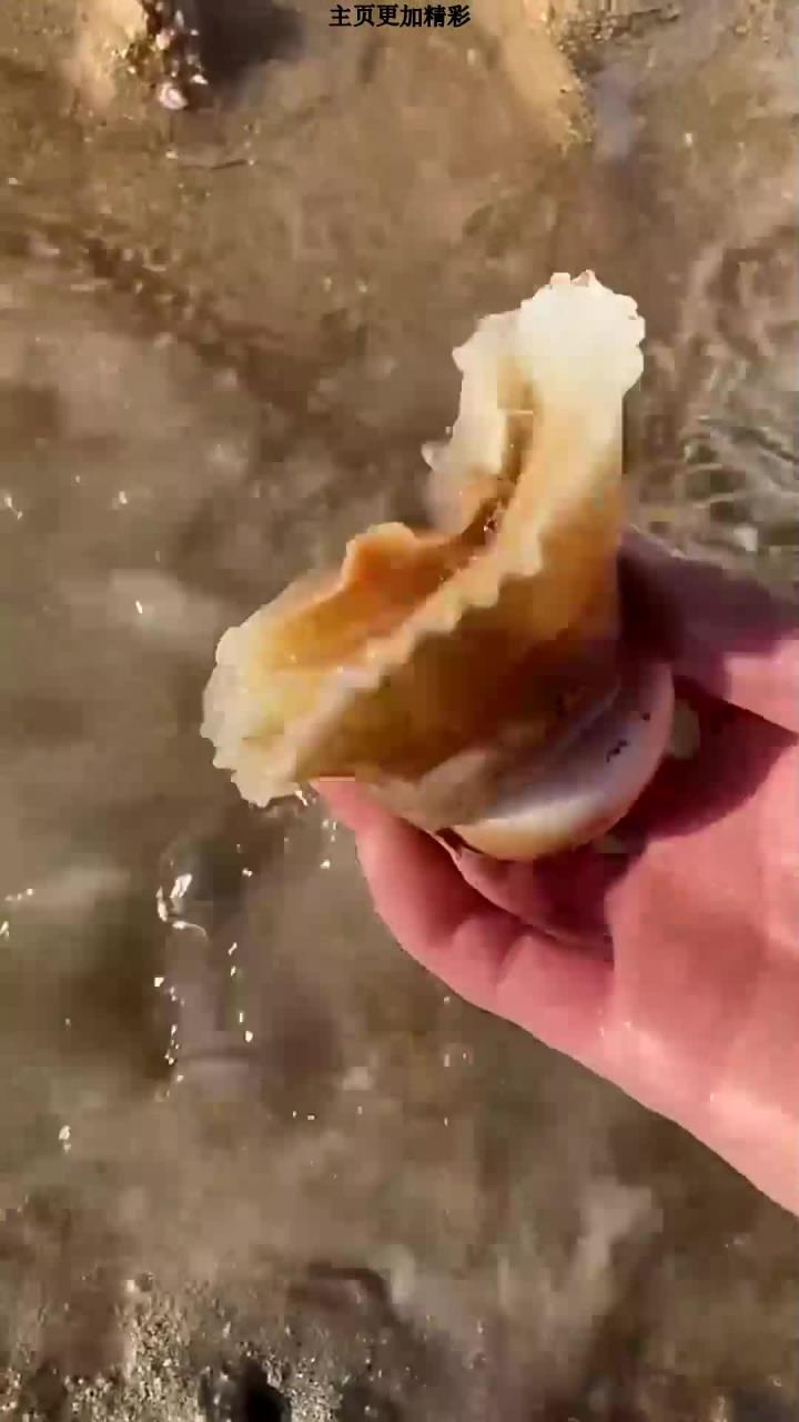 赶海发现搁浅的红色的蝴蝶鱼