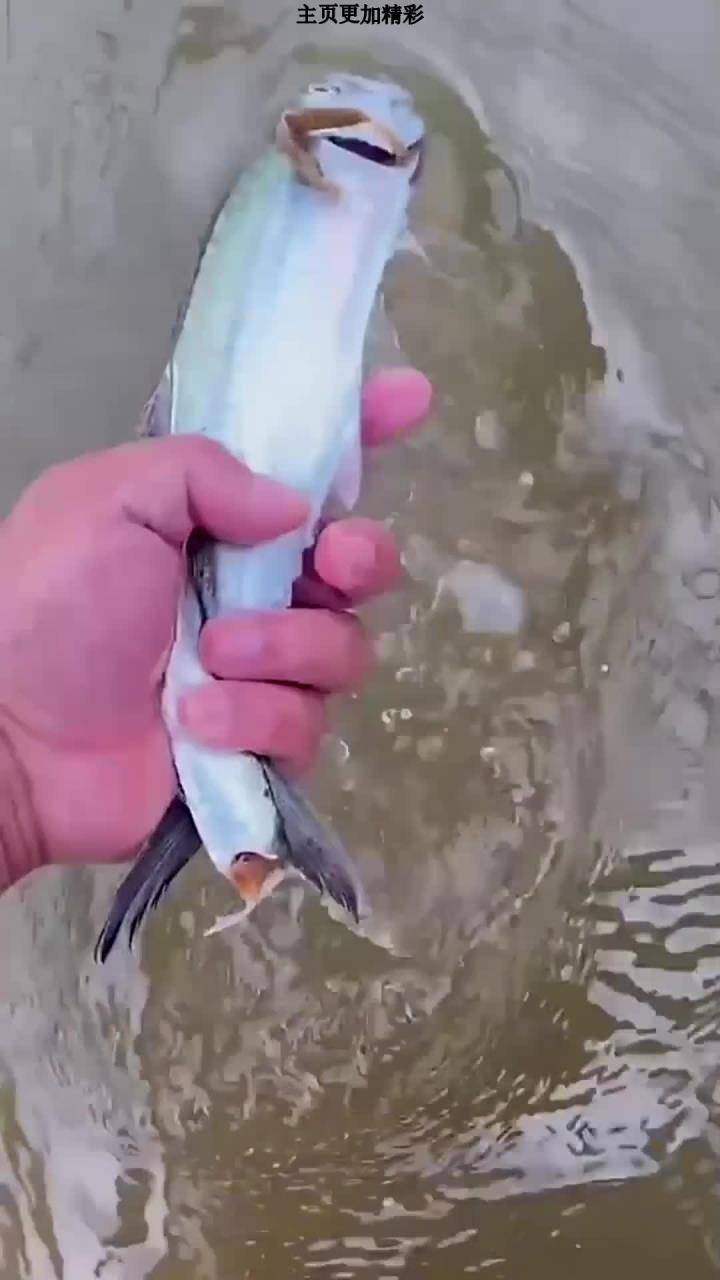 马步鱼,赶海捡到一条搁浅的马步鱼,这种小鱼下巴特别长,像是一根针,它通常被用作烧