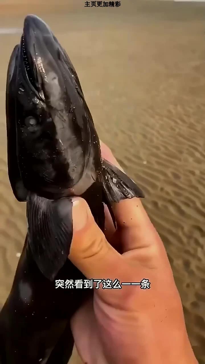 吸盘鱼
