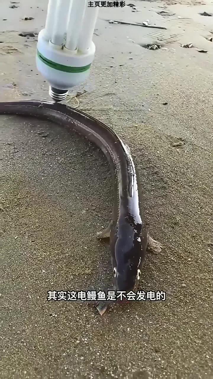 赶海遇到七星鳗鱼