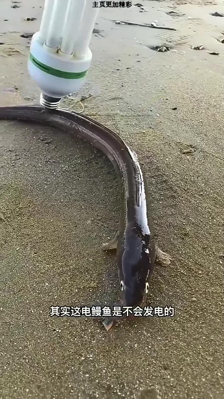 赶海遇到七星鳗鱼