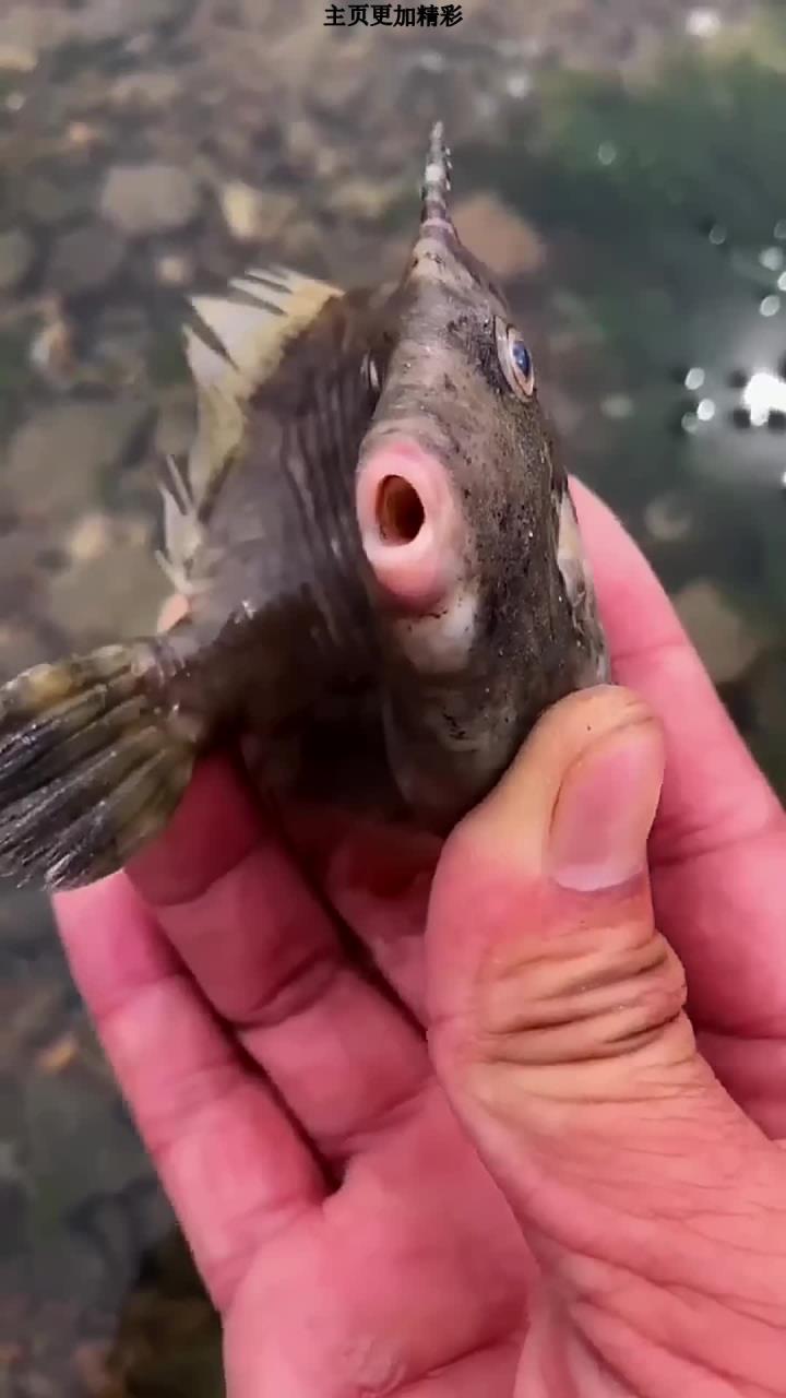 老铁们以前见过扒皮鱼吗?