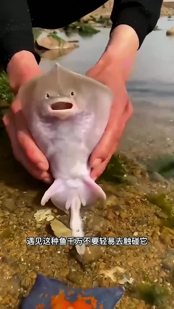 老板鱼又叫鳐鱼