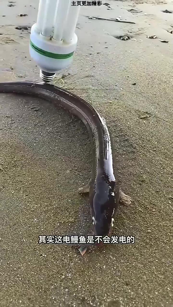 电鳗鱼又叫7星鳗