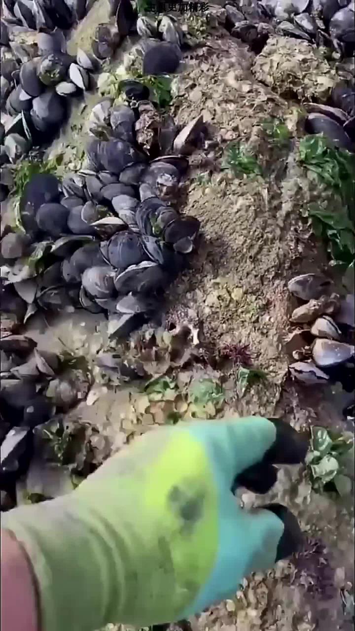 赶海又发现凤鱼,很多粉丝问我这个鱼怎么吃看视频,还有许多有趣的海洋小生物