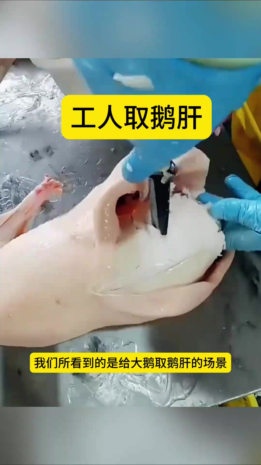 工人取鹅肝的过程