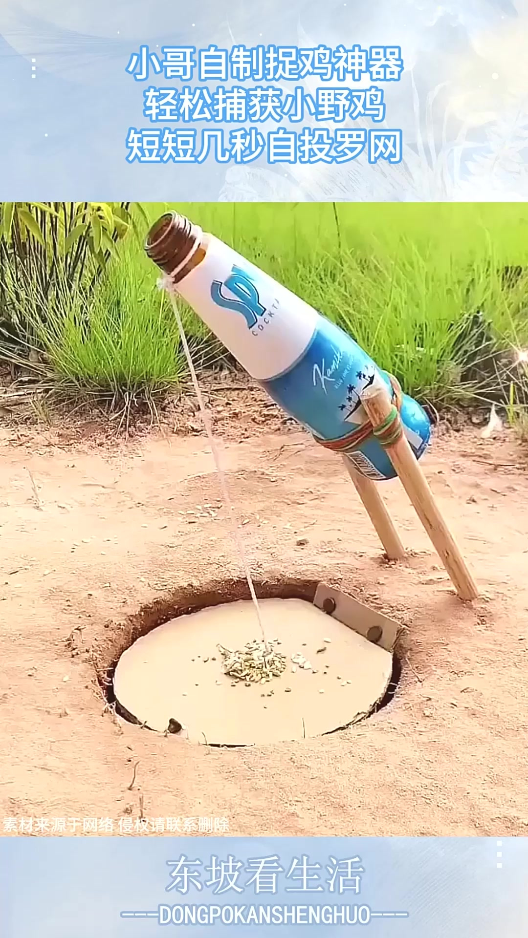 小哥自制捉鸡神器,轻松捕获小野鸡,短短几秒自投罗网!