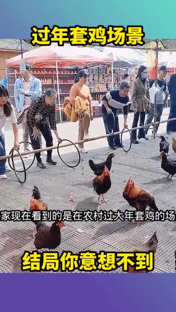 过年套鸡场景,结局你意想不到!
