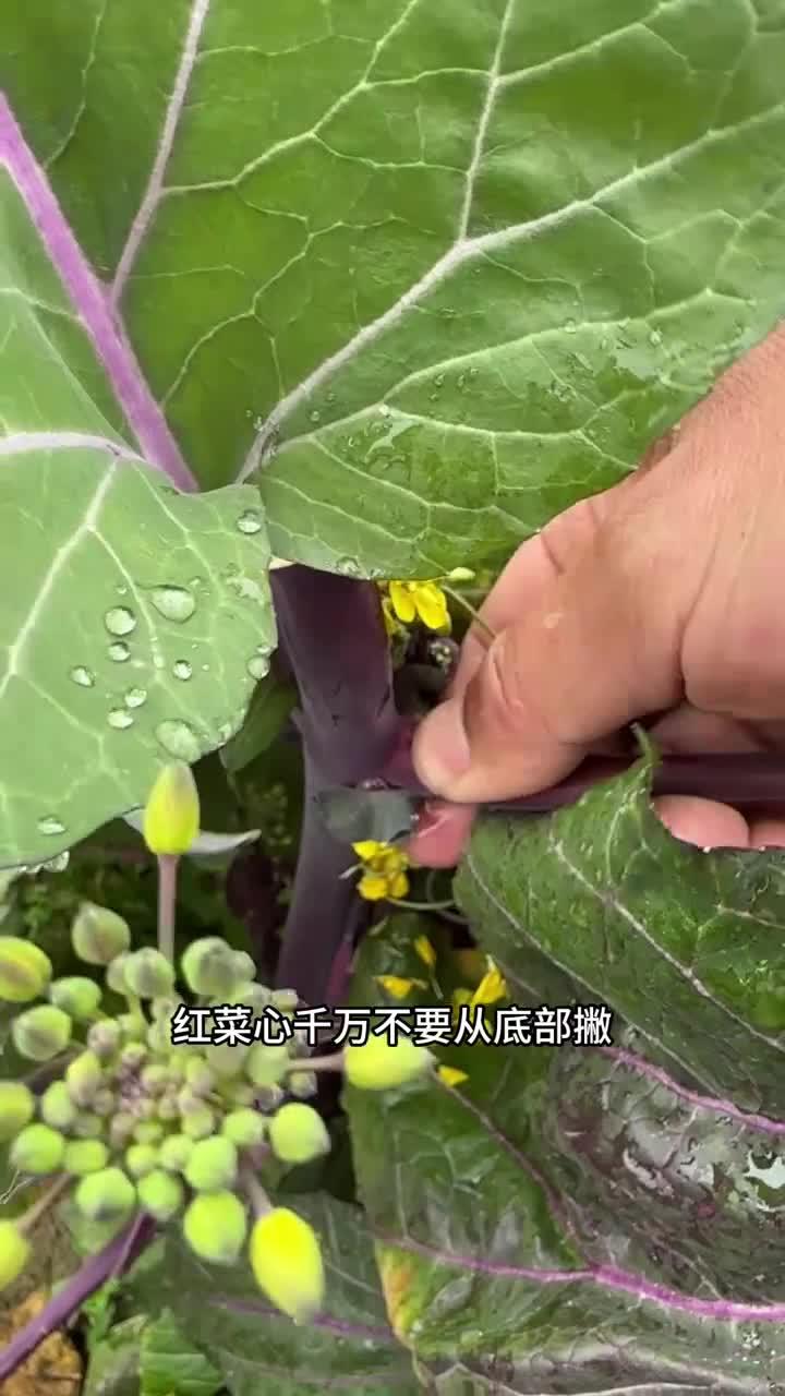 有效的方法:教你轻松掌握憋红菜心的小技巧助你做出美味佳肴