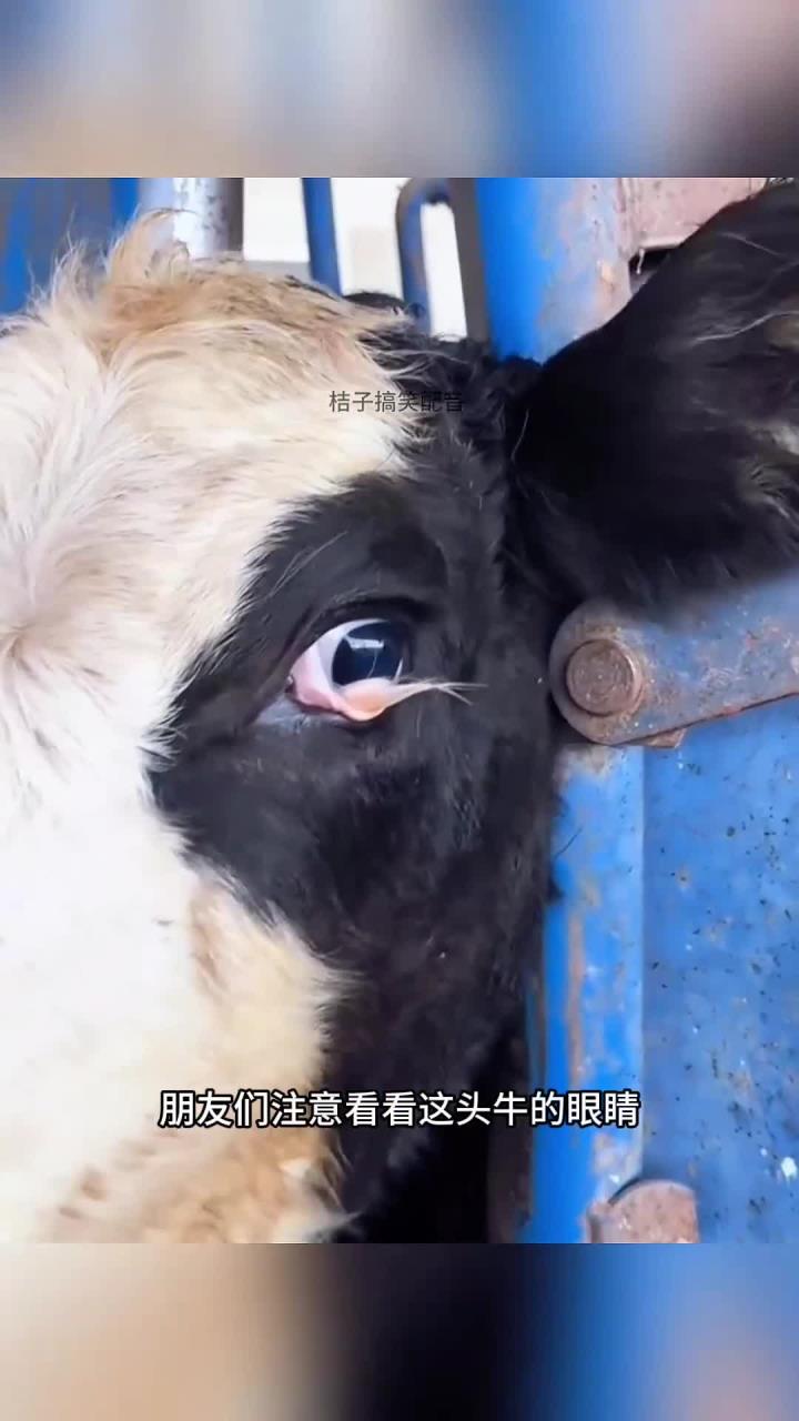 牛眼上的肉,怎么弄下去?