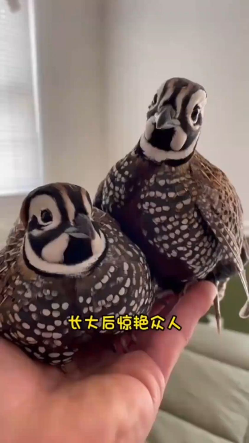 小哥养了前女友留下的鸡仔,结果养大后发现了另一重身份