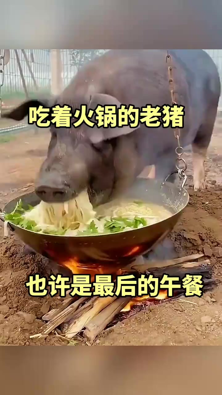 吃着火锅的老猪,也许是最后的午餐!