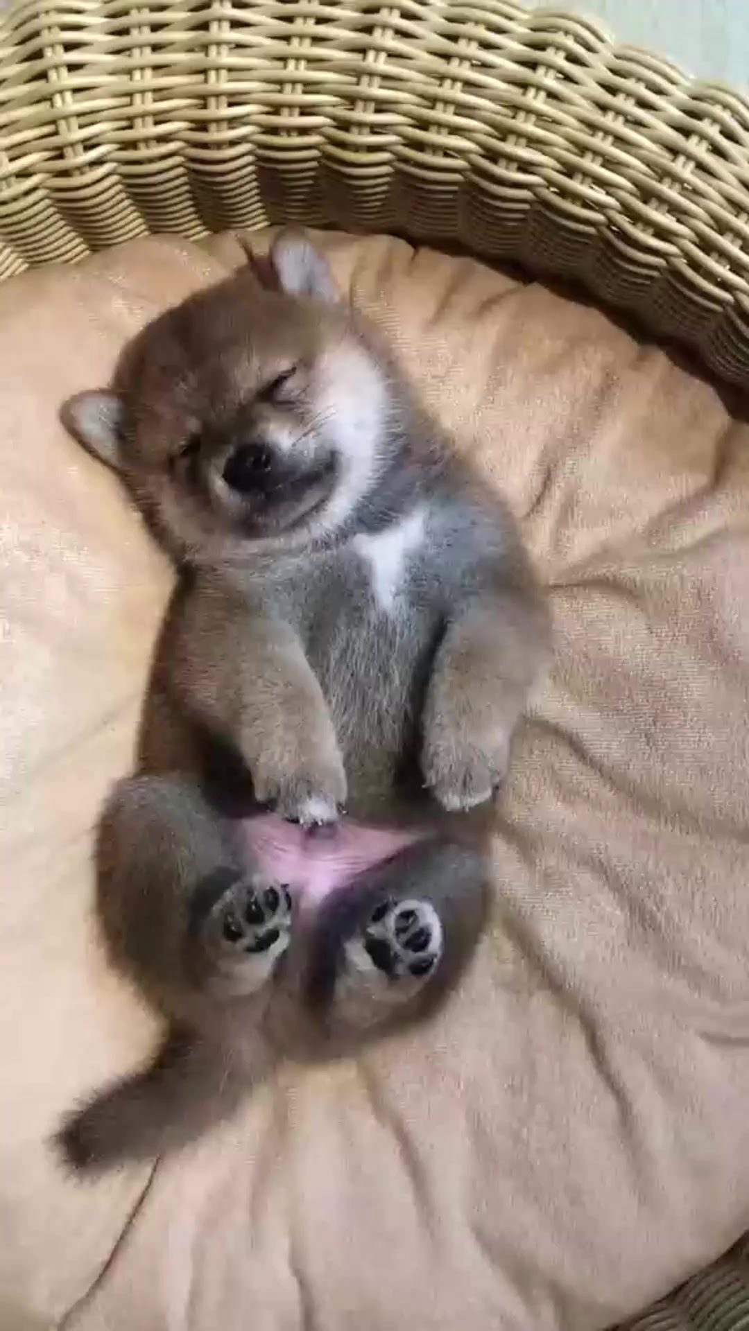 狗狗大脑强行开机