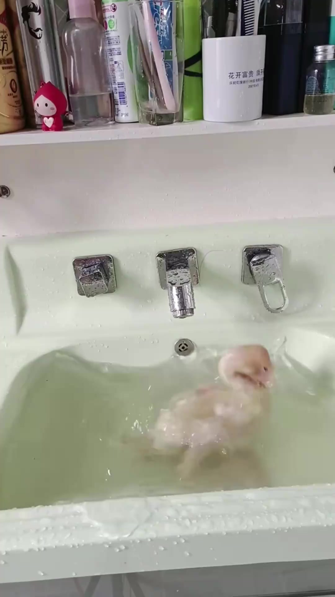 “白切鸡的奇妙旅程:从洗澡到上锅的搞笑瞬间”