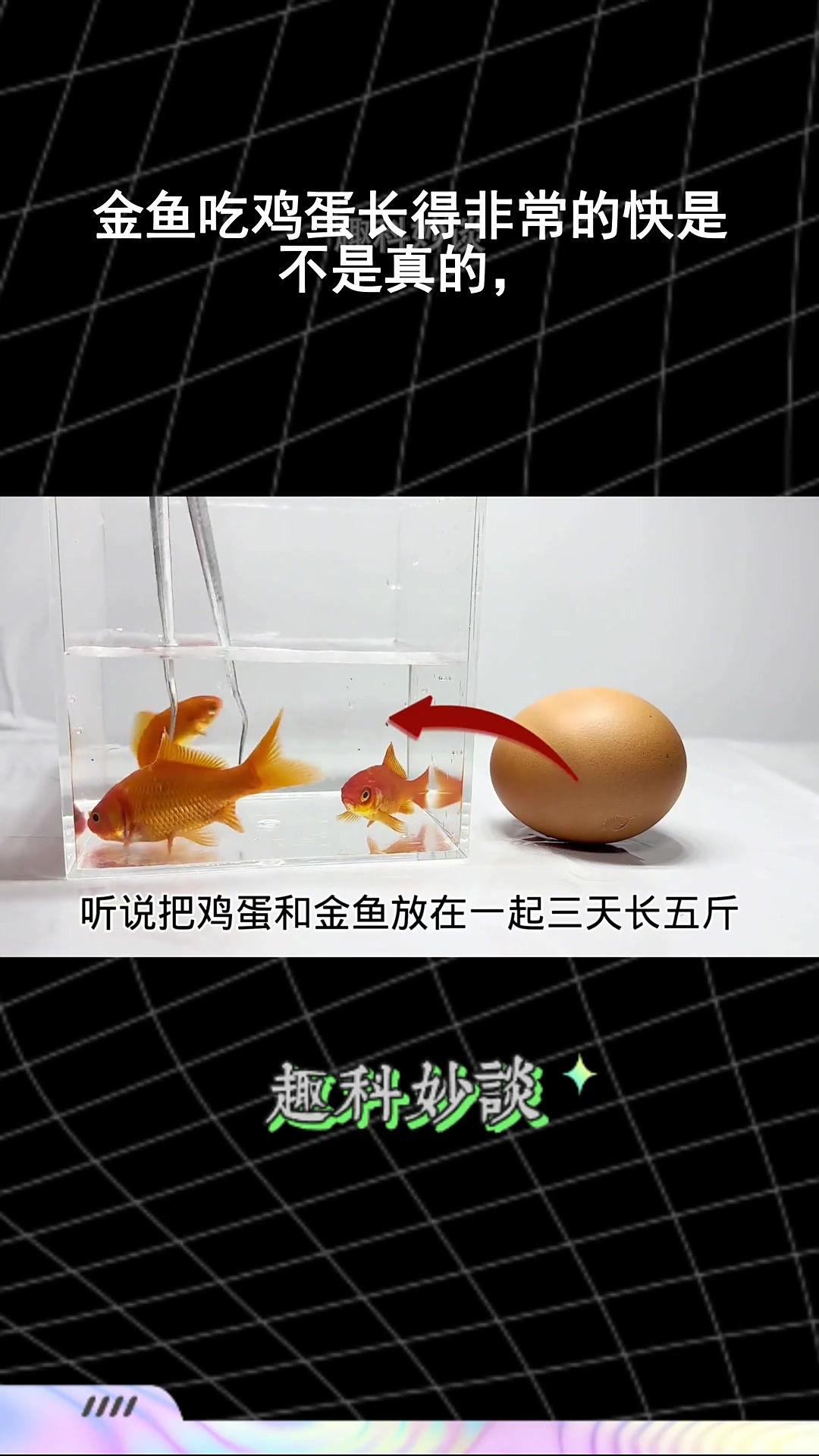 金鱼吃鸡蛋长得非常的快是不是真的