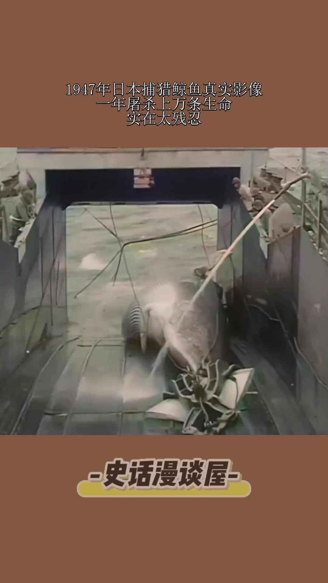 1947年日本捕猎鲸鱼真实影像，一年屠杀上万条生命，实在太残忍！