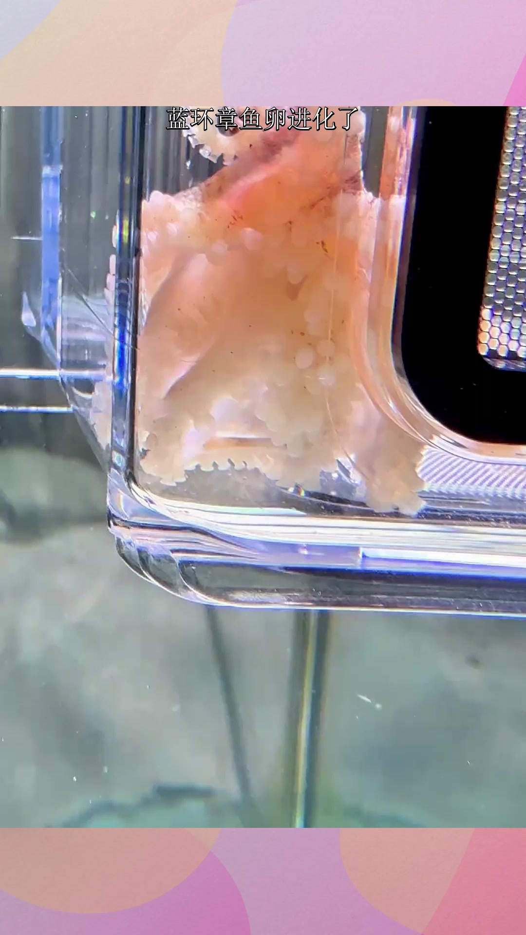 蓝环章鱼卵进化了