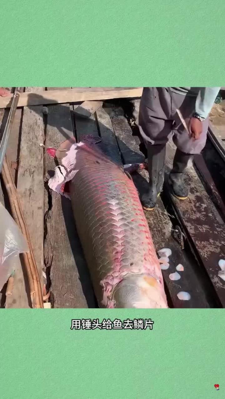 巨骨舌鱼的鳞片,为何会如此坚硬?属实长见识了
