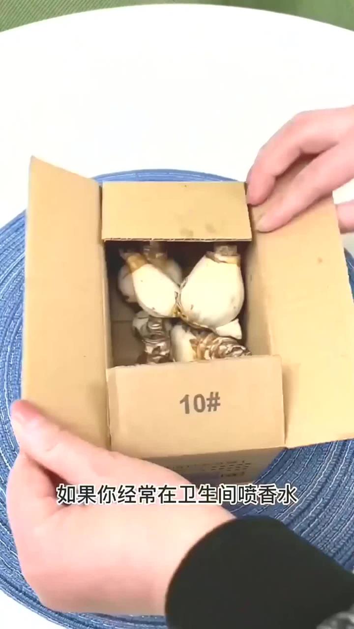 水仙花种球开花满屋都是奶香味,而且它不生病,不长虫有水就能养