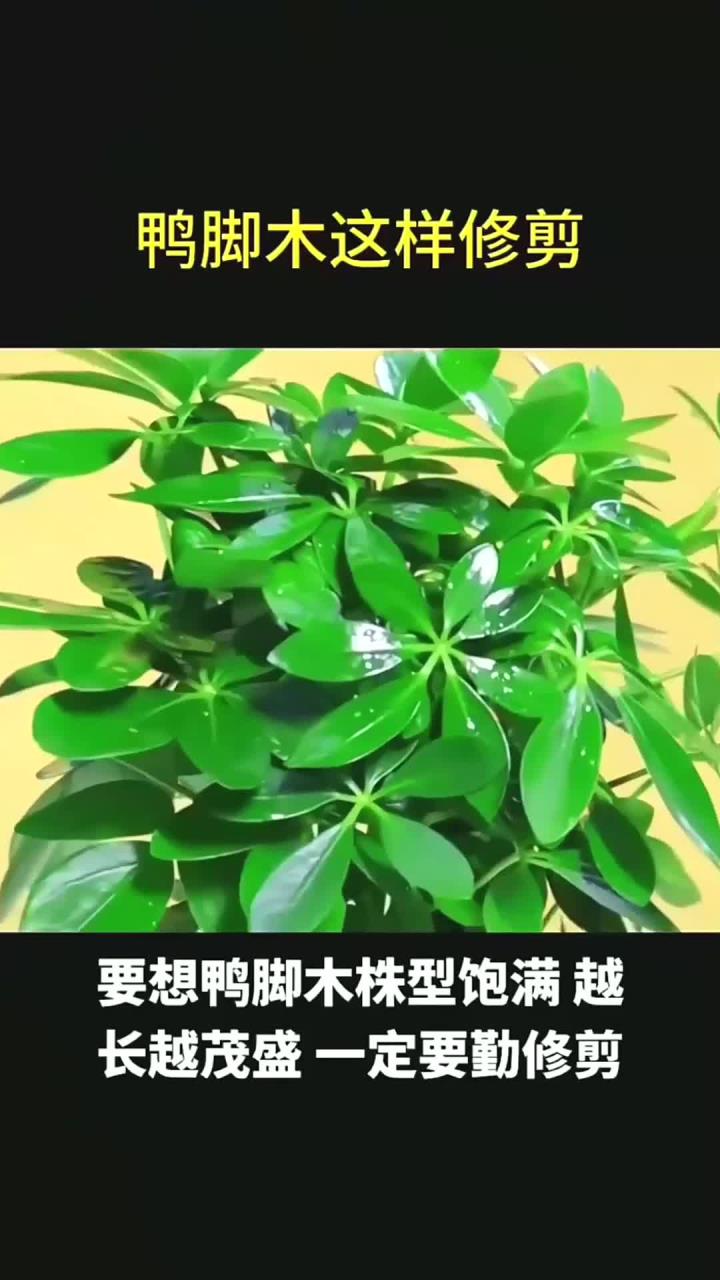 鸭掌木这样修剪,就能株型饱满,越长越茂盛