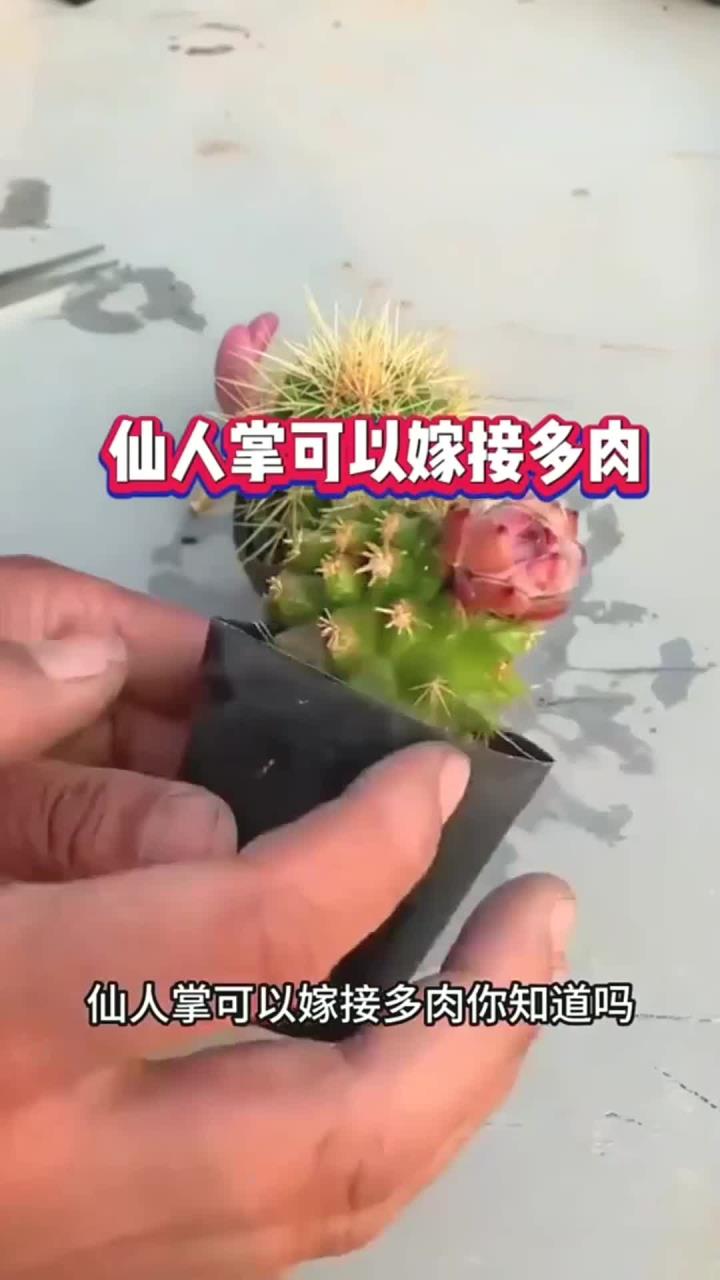 没想到仙人掌可以嫁接多肉,而且非常的美观和好看