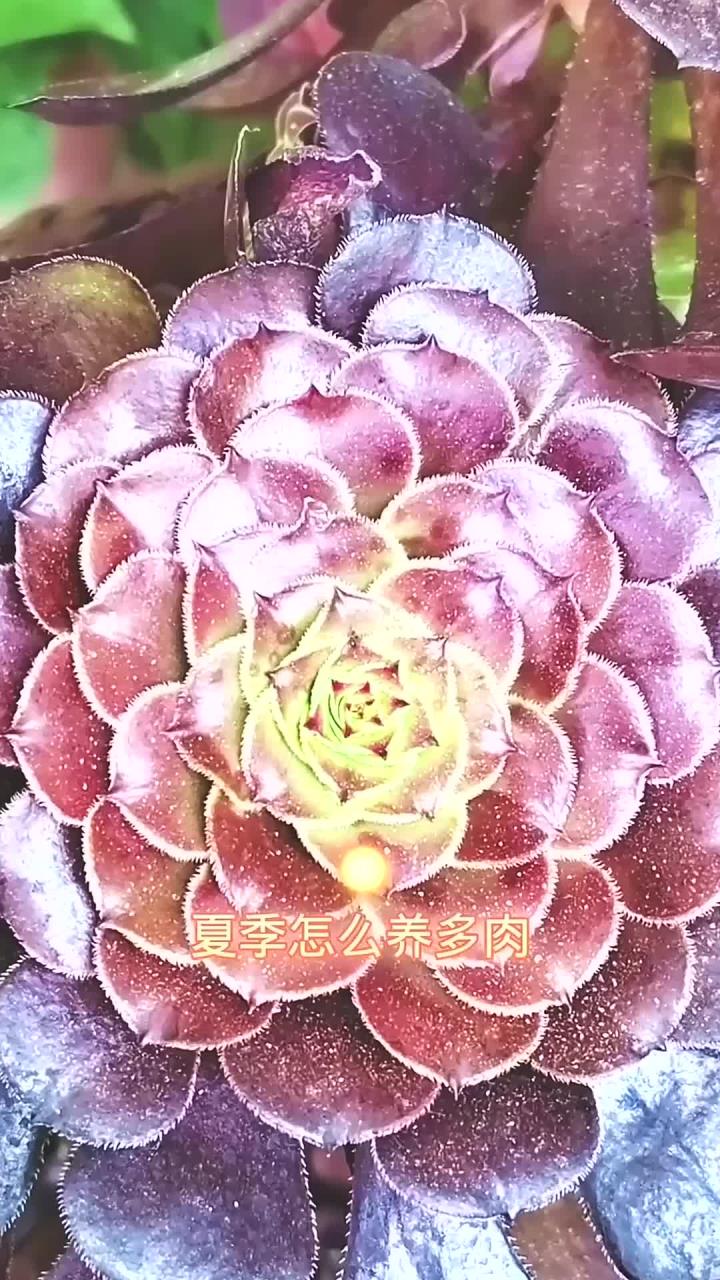 夏季怎么养多肉黑法师?不掉叶生长状态好