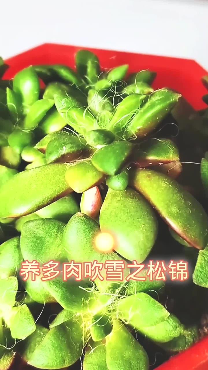 养多肉吹雪做好三点,叶片更肥厚