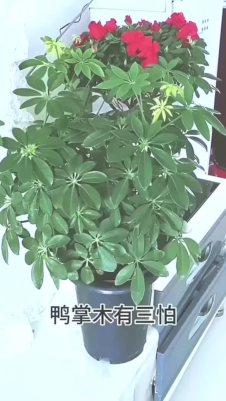鸭掌木有“3怕”,不黄叶不烂根,新芽蹭蹭冒