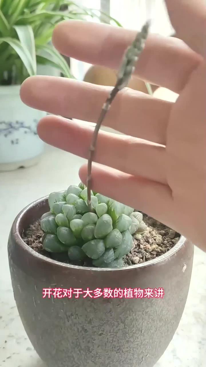 玉露开花要这样做