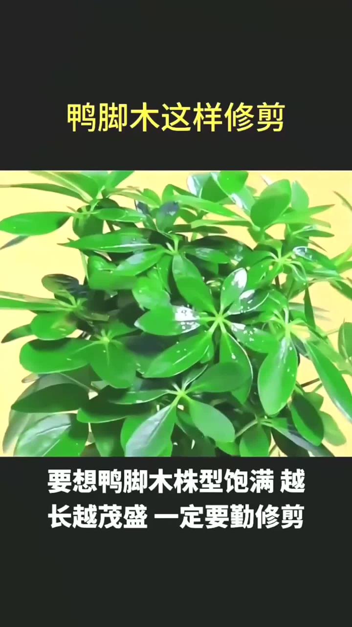 鸭掌木这样修剪,就能株型饱满,越长越茂盛