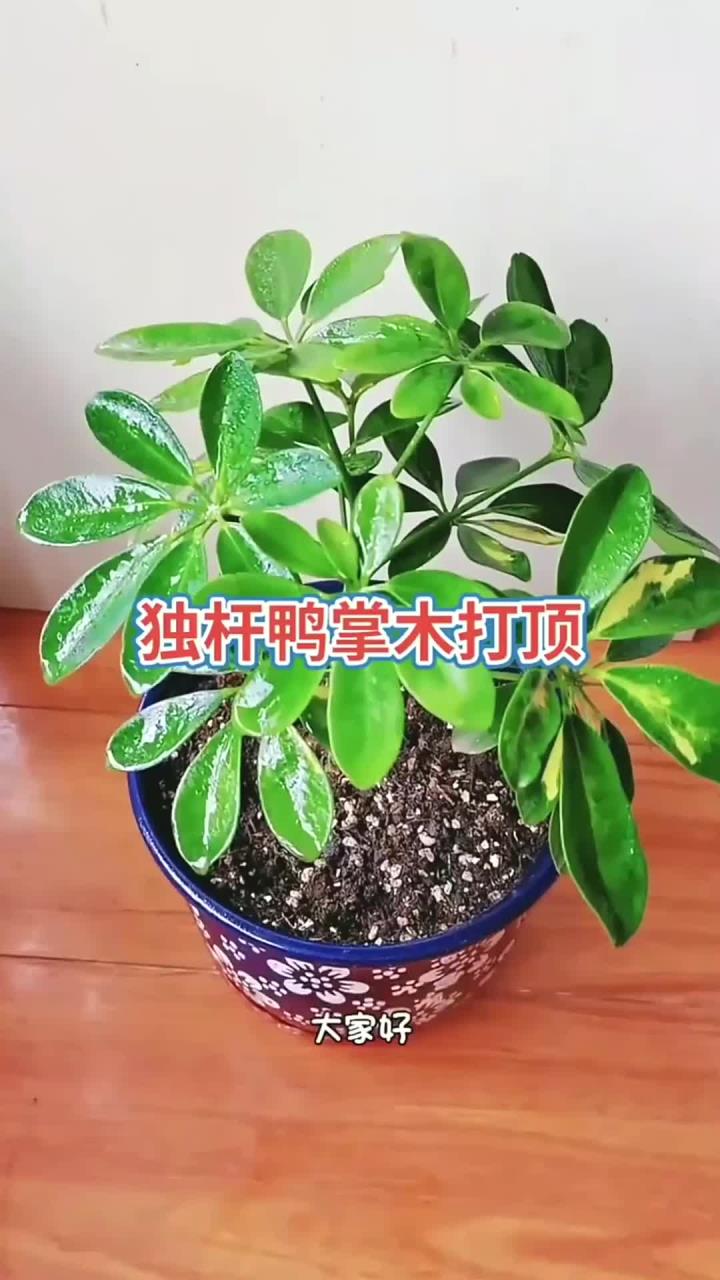 独杆鸭掌木打顶,养花小知识!