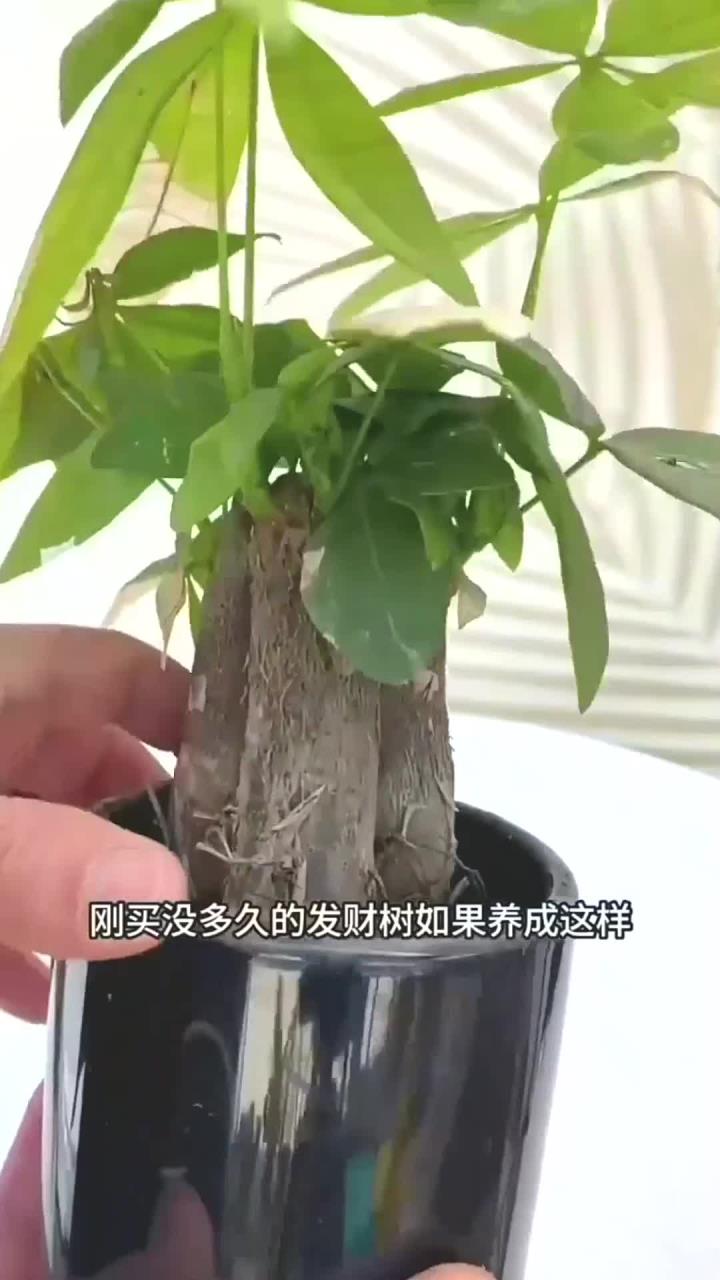 刚买回来的发财树叶片枯了如何“拯救”
