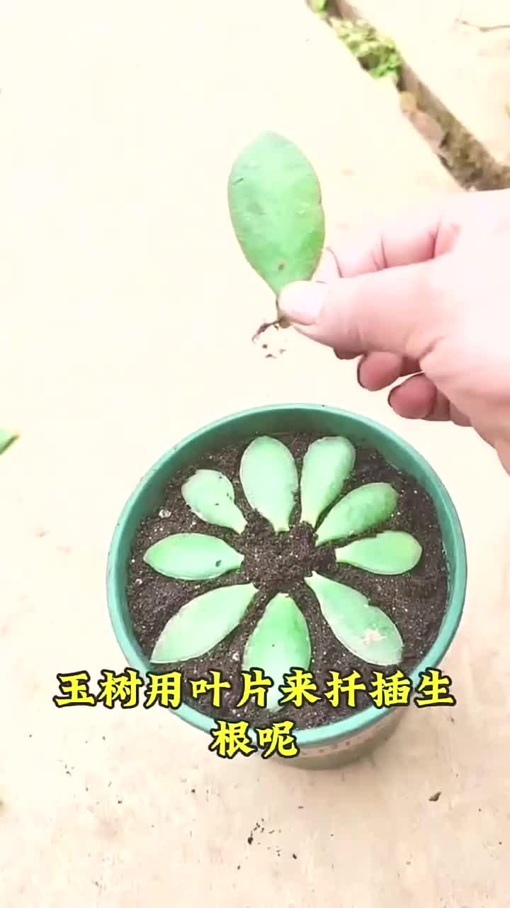 玉树用叶片来扦插,生根更快
