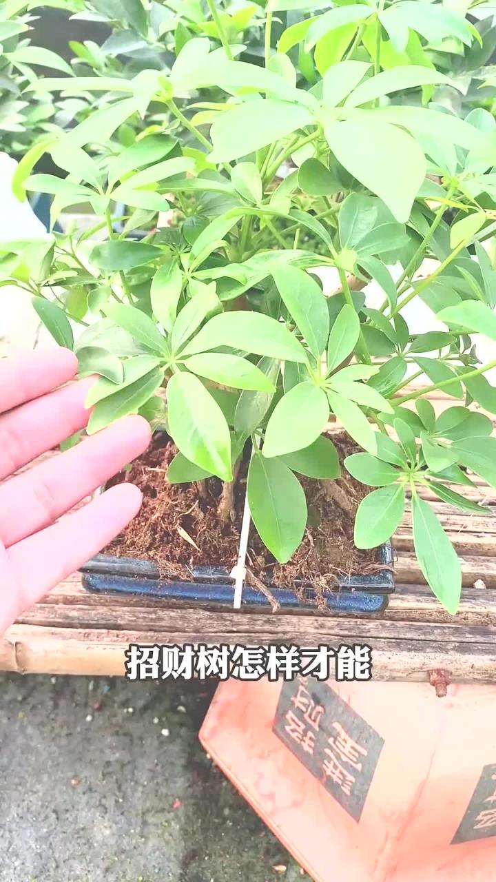 给鸭掌木修剪打顶,修剪季节,以及位置不要选错了