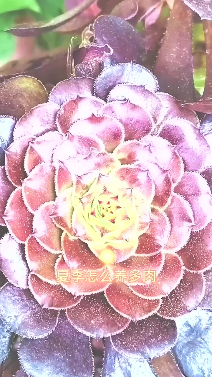夏季怎么养多肉黑法师?不掉叶生长状态好