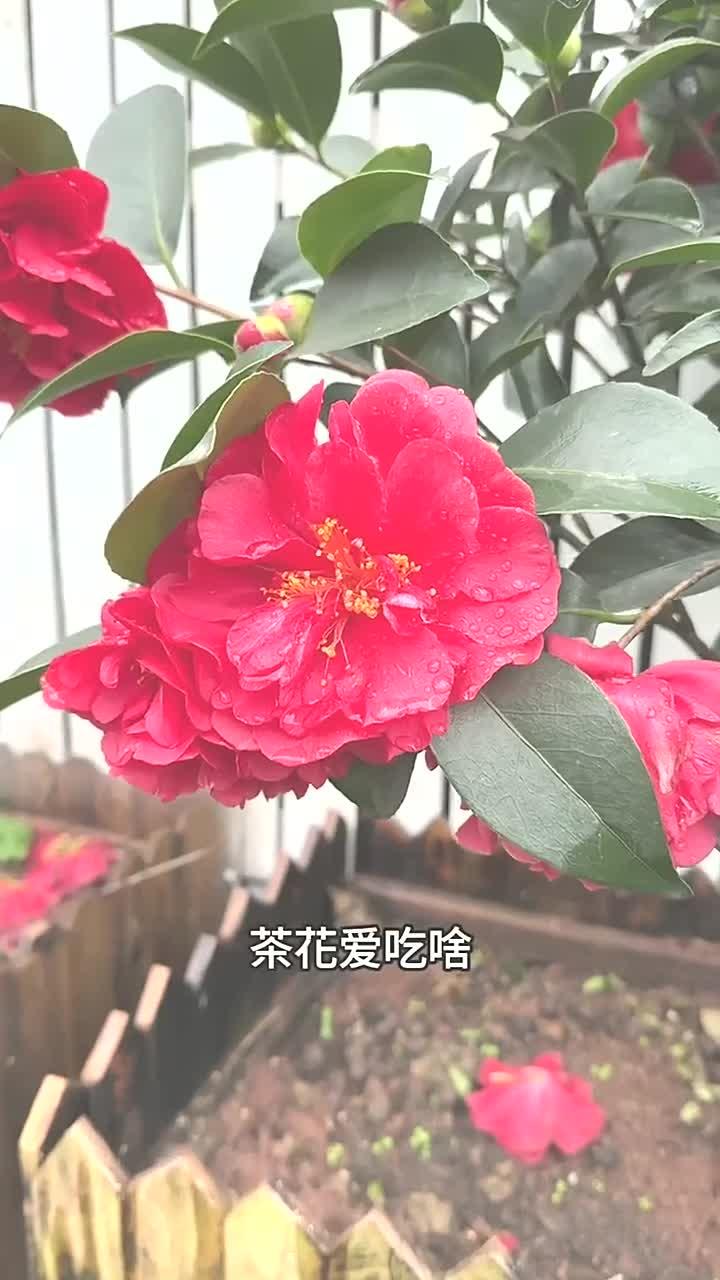 茶花就爱吃这一口
