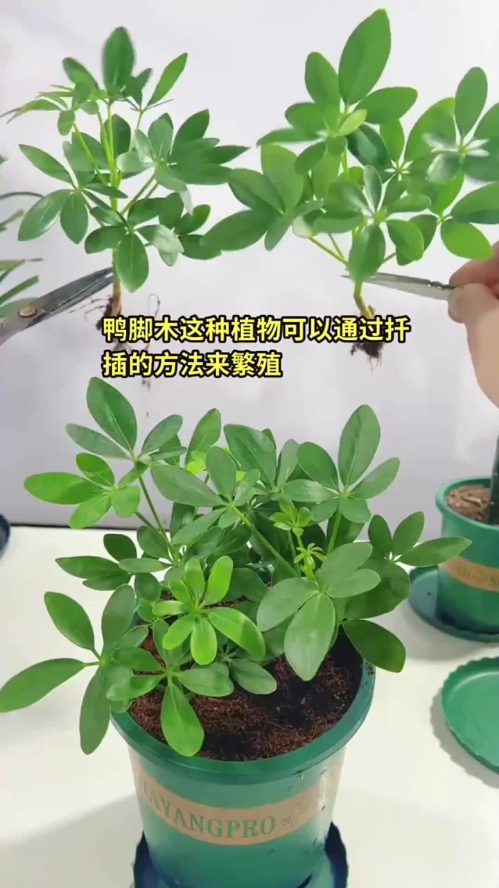 鸭脚木这种植物可以通过扦插的方法来繁殖