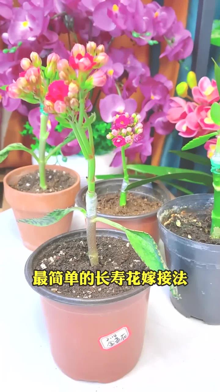 长寿花的正确嫁接方法,看完你也能学会