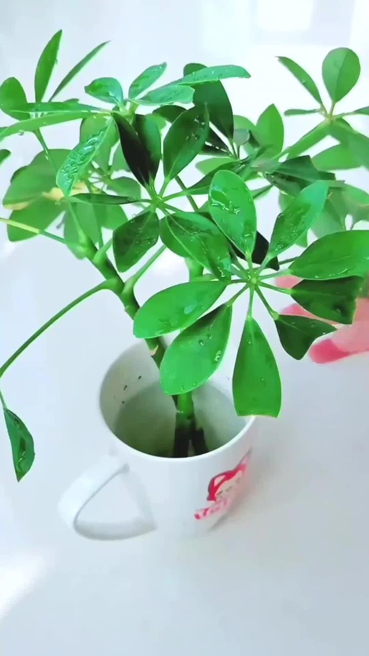 鸭脚木水培生根后如何移栽