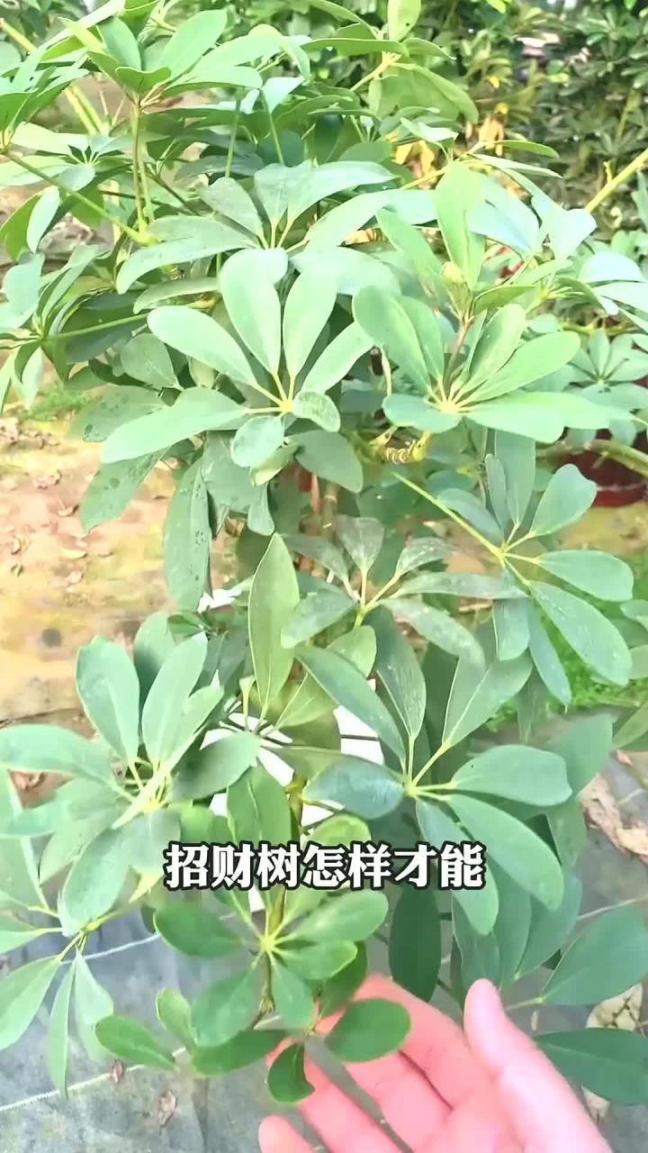 鸭掌木修剪的技巧和方法,让你的植物更美观