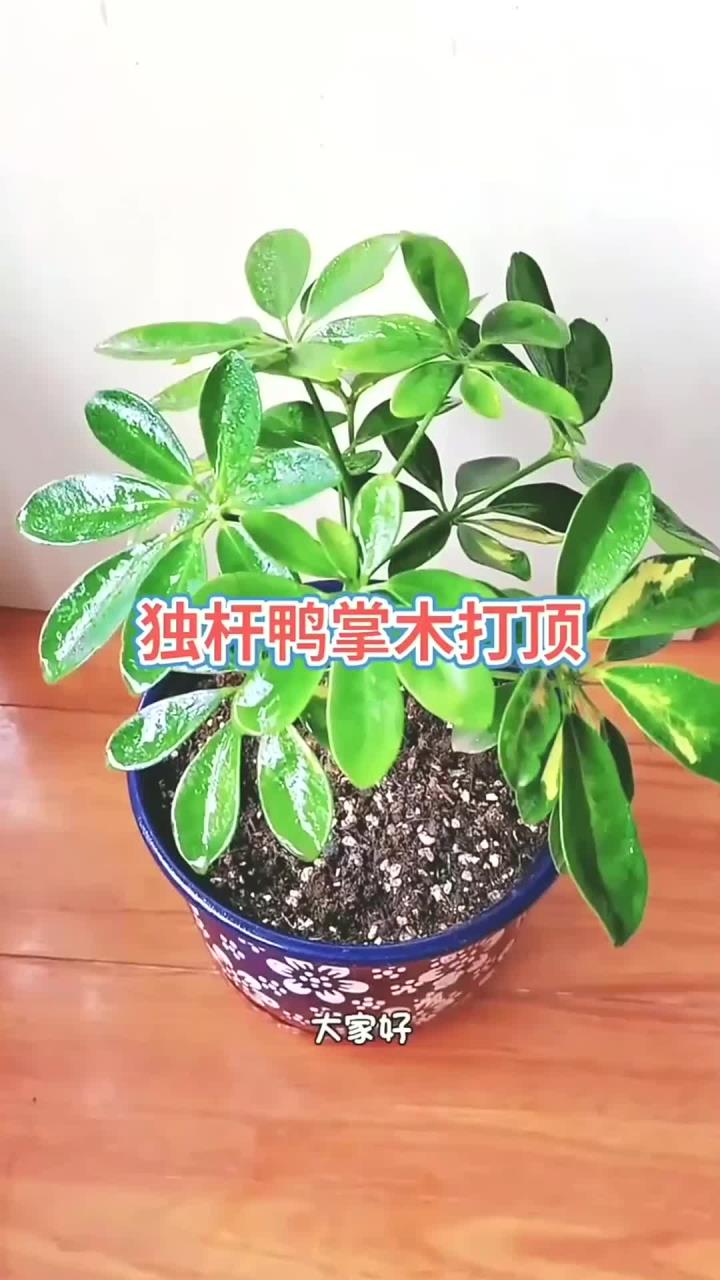 独杆鸭掌木打顶,养花小知识!