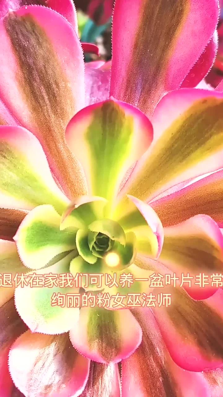 养好粉女巫法师的技巧