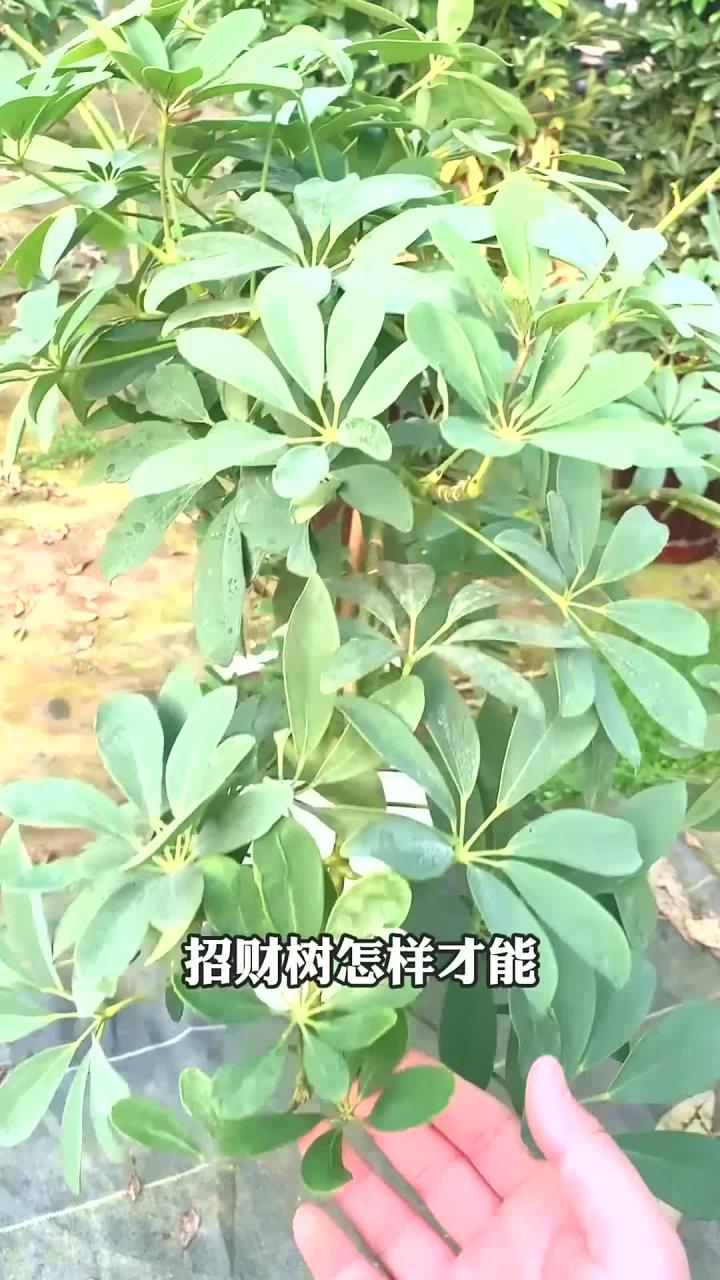 鸭掌木修剪的技巧和方法,让你的植物更美观