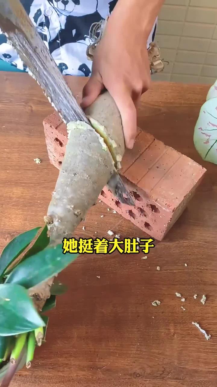 想要夏天有花看,现在就种上这个大肚子佛肚树