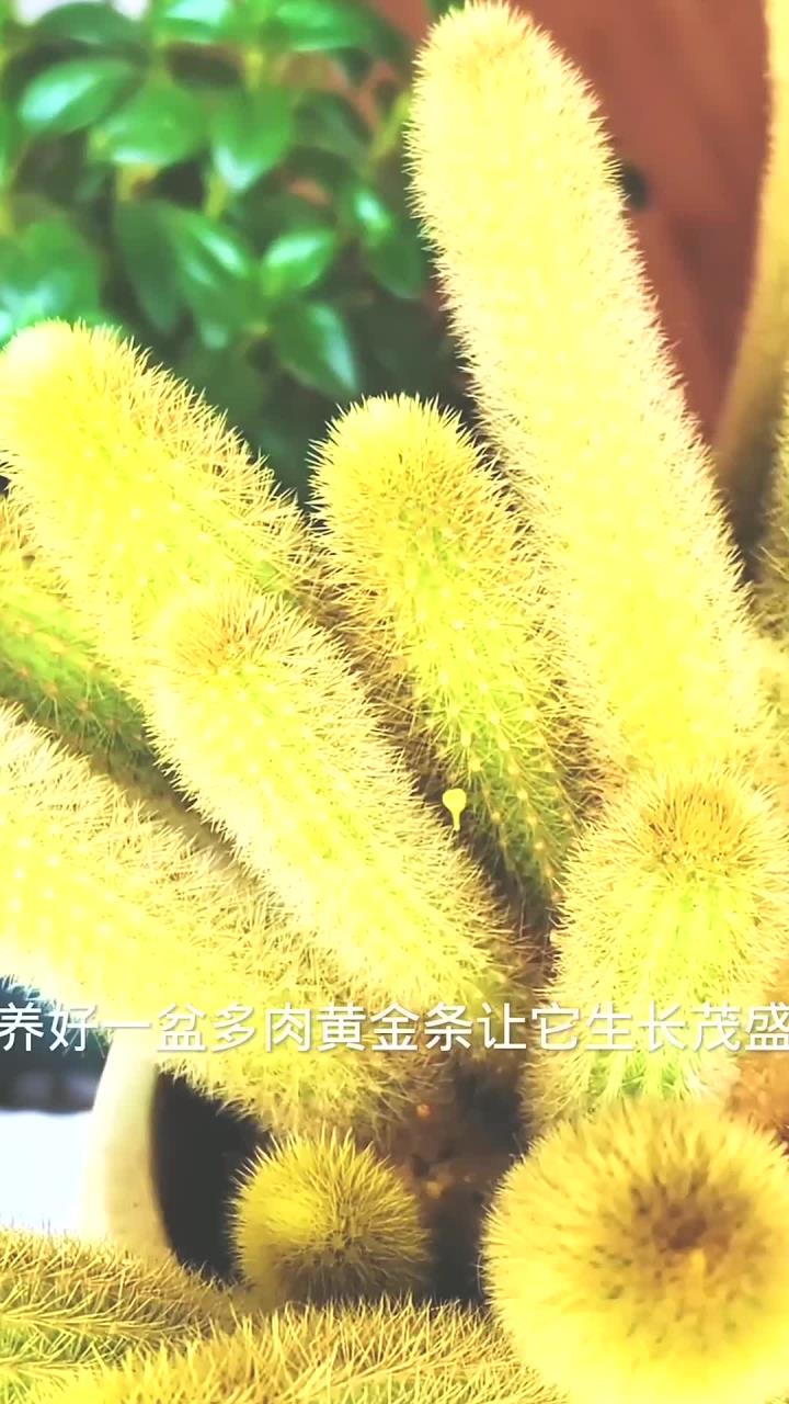 养好多肉黄金条,满足三喜