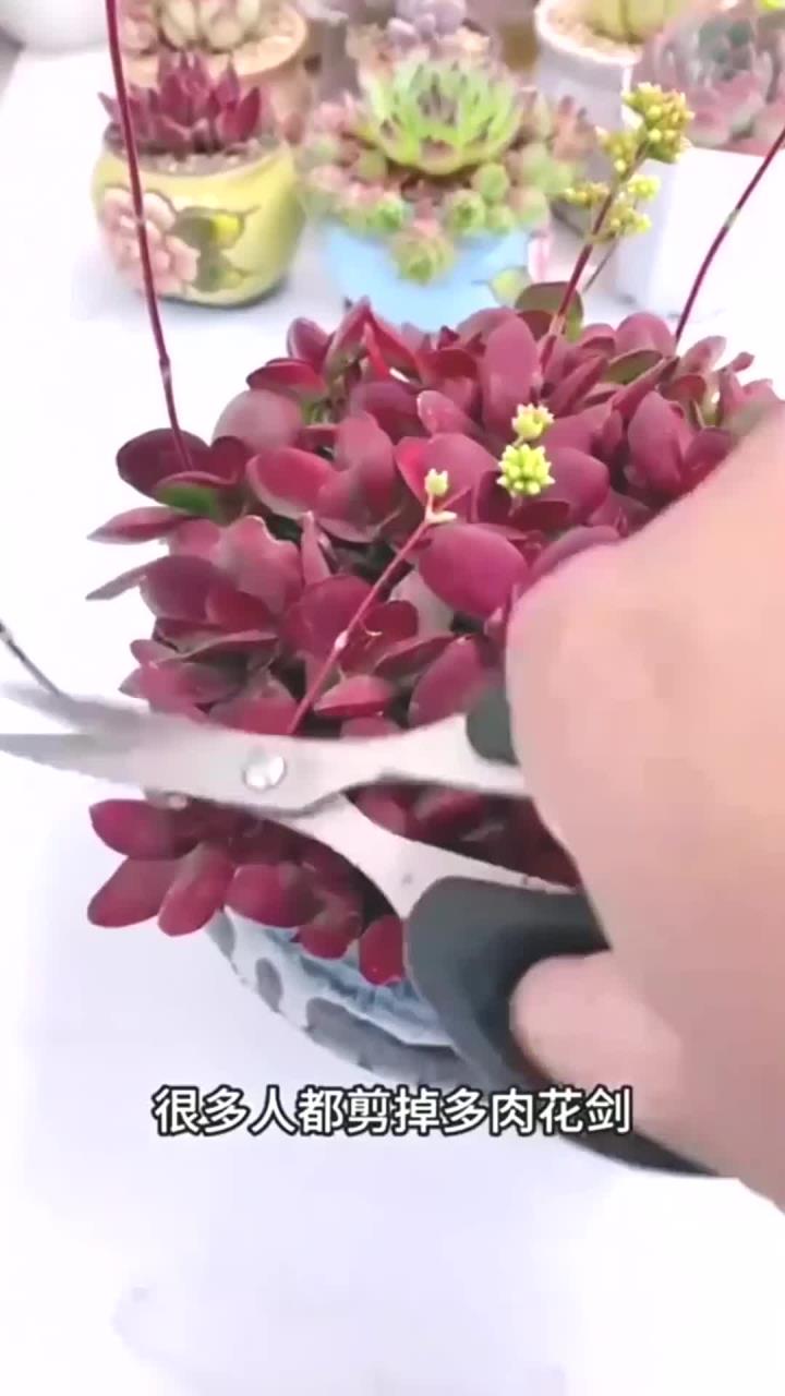 多肉花剑为什么要剪掉?你知道吗?