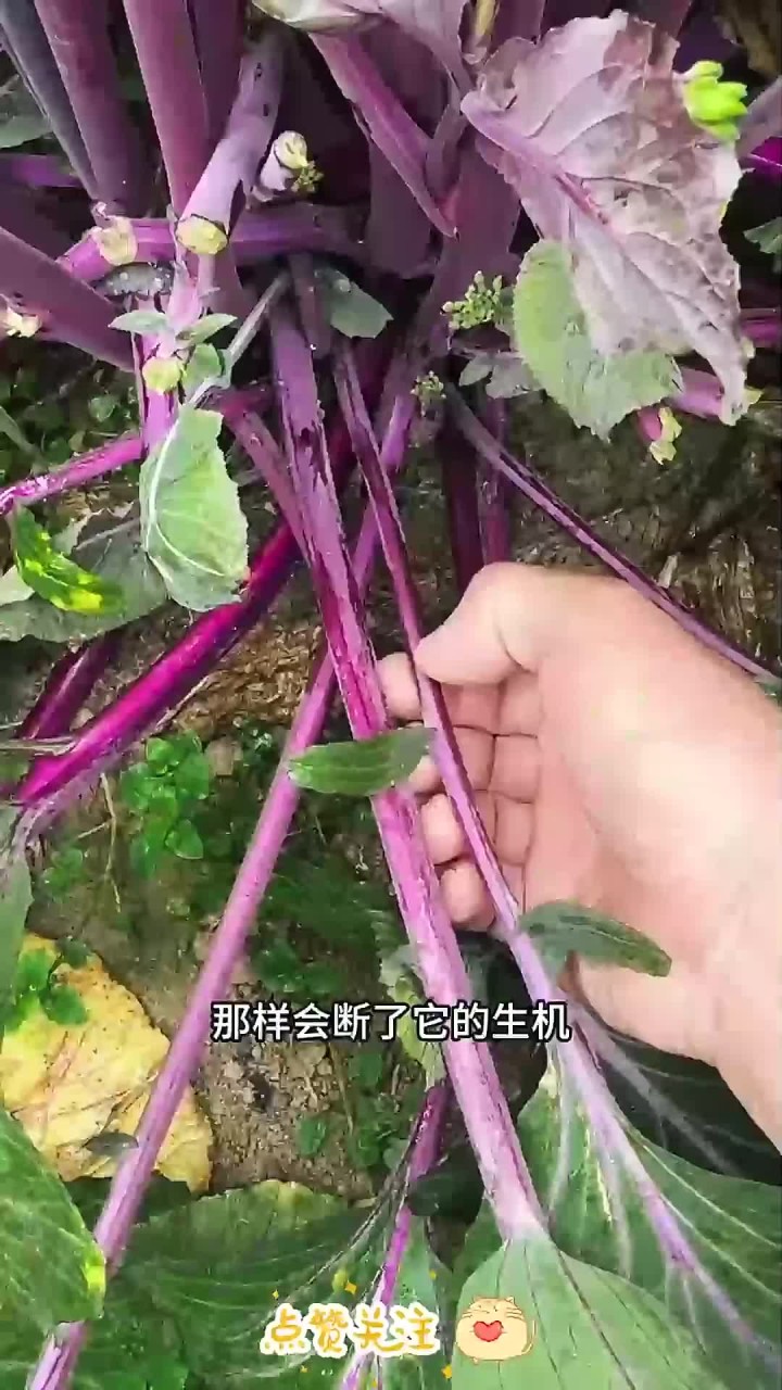 憋红菜心小技巧
